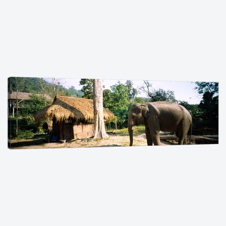 Elephant standing outside a hut in a village, Chiang Mai, Thailand Canvas Print #PIM174} by Panoramic Images Canvas Print