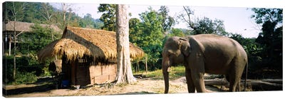 Elephant standing outside a hut in a village, Chiang Mai, Thailand Canvas Art Print - Village & Town Art
