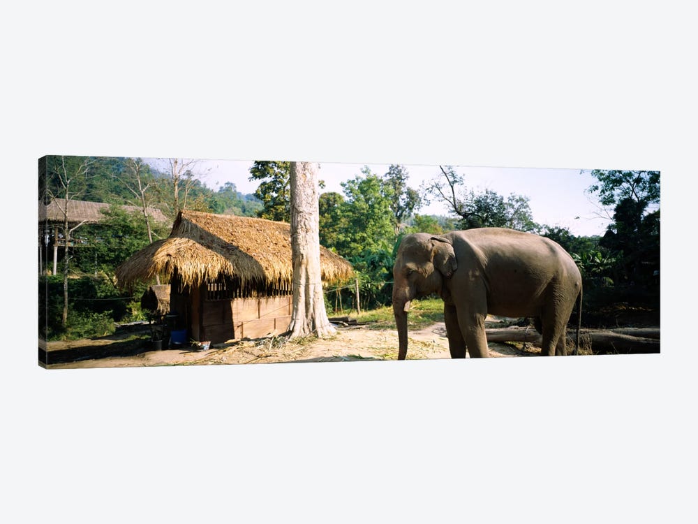 Elephant standing outside a hut in a village, Chiang Mai, Thailand by Panoramic Images 1-piece Canvas Wall Art