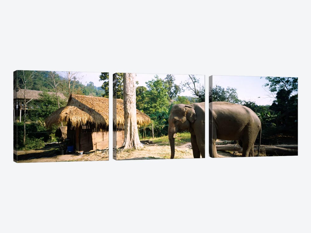 Elephant standing outside a hut in a village, Chiang Mai, Thailand by Panoramic Images 3-piece Canvas Art