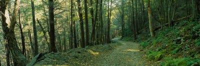 Trees In A National Park, Shenandoah National Park, Virginia, USA by Panoramic Images canvas print