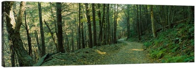 Trees In A National Park, Shenandoah National Park, Virginia, USA Canvas Art Print - Forest Art