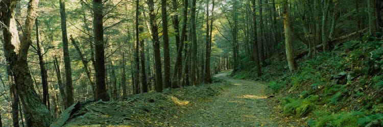 Trees In A National Park, Shenandoah National Park, Virginia, USA