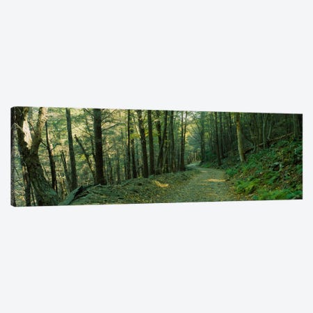 Trees In A National Park, Shenandoah National Park, Virginia, USA Canvas Print #PIM1751} by Panoramic Images Art Print