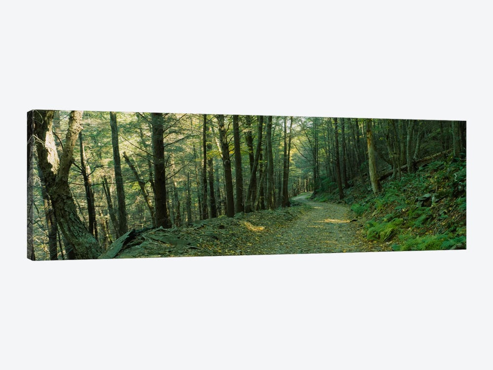 Trees In A National Park, Shenandoah National Park, Virginia, USA by Panoramic Images 1-piece Art Print