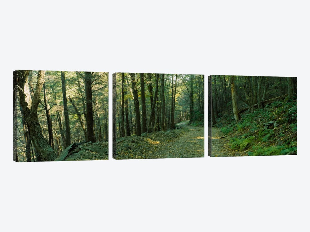 Trees In A National Park, Shenandoah National Park, Virginia, USA by Panoramic Images 3-piece Art Print
