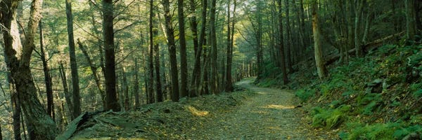 Virginia: Trees In A National Park, Shenandoah National Park, Virginia, USA by Panoramic Images