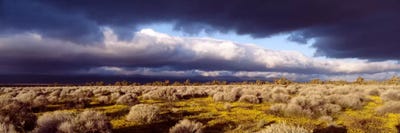 Ominous Sky, Mojave Desert, California, USA by Panoramic Images canvas print