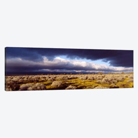 Ominous Sky, Mojave Desert, California, USA Canvas Print #PIM1752} by Panoramic Images Art Print