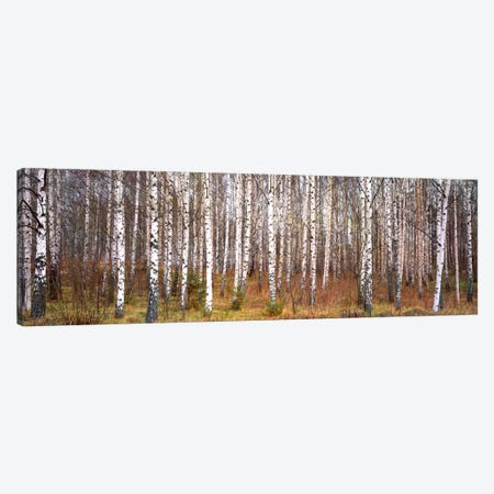 Silver birch trees in a forestNarke, Sweden Canvas Print #PIM175} by Panoramic Images Art Print