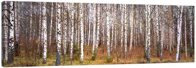 Silver birch trees in a forestNarke, Sweden Canvas Art Print - Panoramic & Horizontal Wall Art