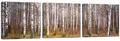 Silver birch trees in a forestNarke, Sweden Canvas Art Print - Panoramic & Horizontal Wall Art