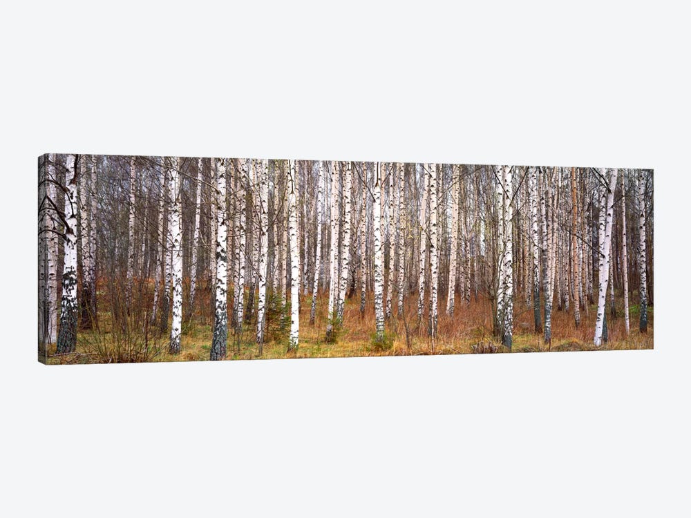 Silver Birch Trees In A Forestnarke, Sweden Canvas Art Print | Icanvas