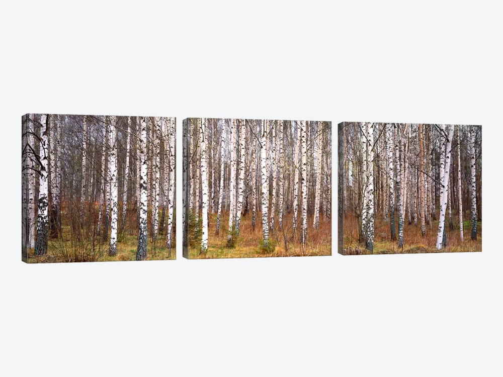 Silver birch trees in a forestNarke, Sweden by Panoramic Images 3-piece Canvas Print