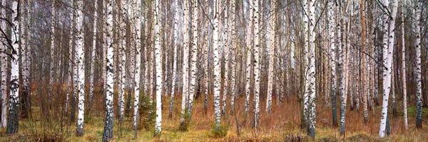 Large Photography - Canvas Prints: Silver birch trees in a forestNarke, Sweden by Panoramic Images