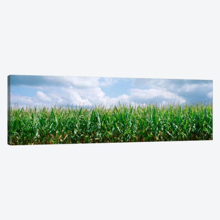 Clouds over a corn field, Christian County, Illinois, USA Canvas Print #PIM1784} by Panoramic Images Art Print