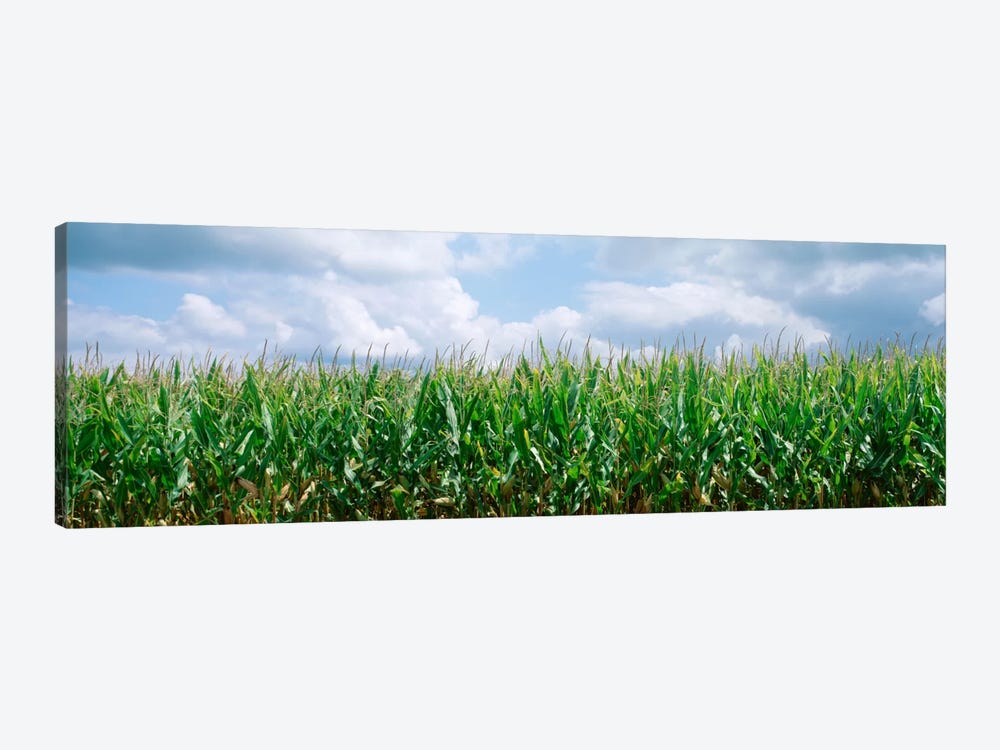 Clouds over a corn field, Christian County, Illinois, USA by Panoramic Images 1-piece Canvas Art Print