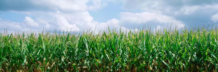 Clouds over a corn field, Christian County, Illinois, USA