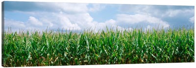 Clouds over a corn field, Christian County, Illinois, USA Canvas Art Print - Corn Art