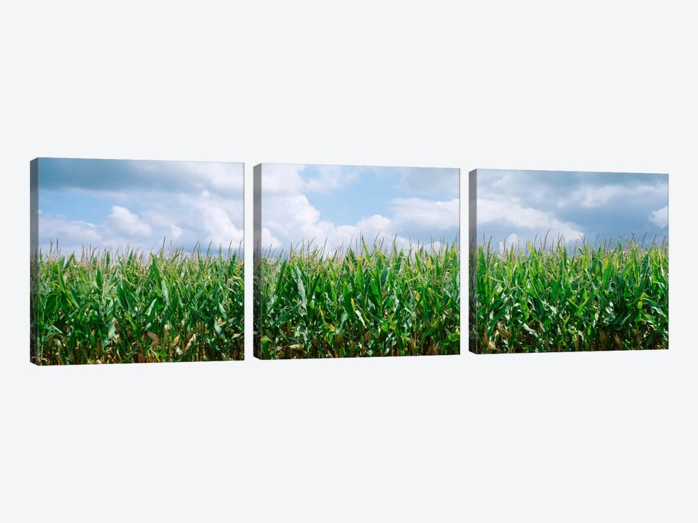 Clouds over a corn field, Christian County, Illinois, USA by Panoramic Images 3-piece Art Print