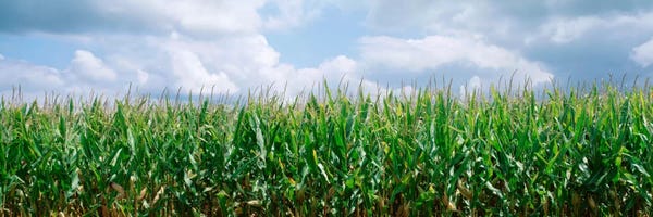 Illinois: Clouds over a corn field, Christian County, Illinois, USA by Panoramic Images