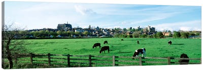 Cows grazing in a field with a city in the background, Arundel, Sussex, West Sussex, England Canvas Art Print - Country Scenic Photography