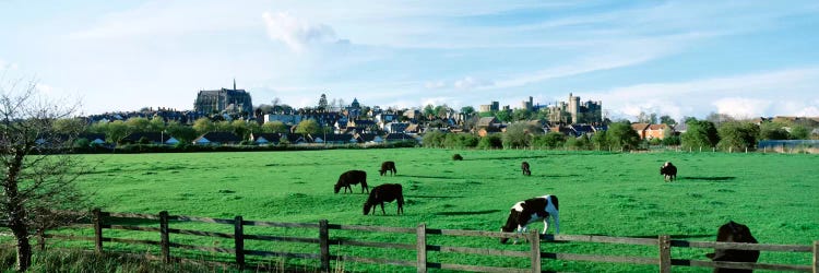 Cows grazing in a field with a city in the background, Arundel, Sussex, West Sussex, England