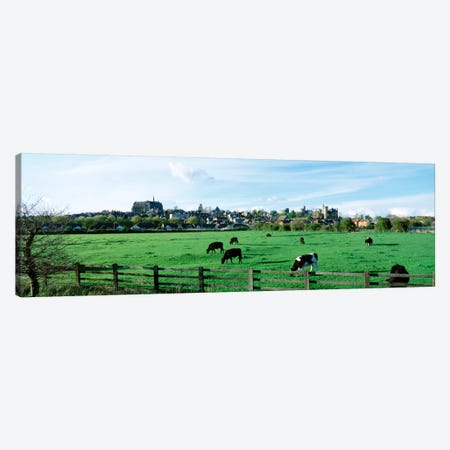 Cows grazing in a field with a city in the background, Arundel, Sussex, West Sussex, England Canvas Print #PIM1811} by Panoramic Images Canvas Wall Art