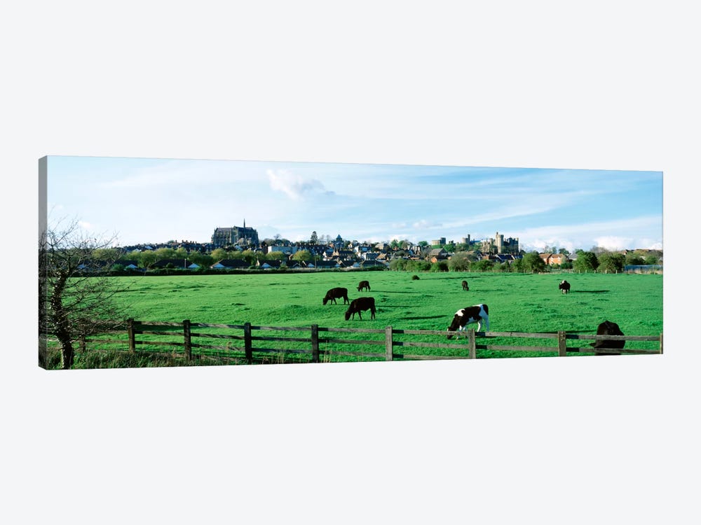 Cows grazing in a field with a city in the background, Arundel, Sussex, West Sussex, England by Panoramic Images 1-piece Canvas Print