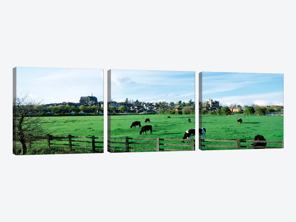 Cows grazing in a field with a city in the background, Arundel, Sussex, West Sussex, England by Panoramic Images 3-piece Art Print