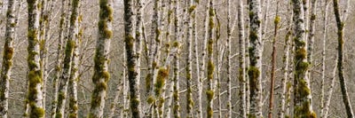 Trees in the forest, Red Alder Tree, Olympic National Park, Washington State, USA by Panoramic Images acrylic art print