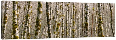Trees in the forest, Red Alder Tree, Olympic National Park, Washington State, USA Canvas Art Print - Aspen and Birch Trees