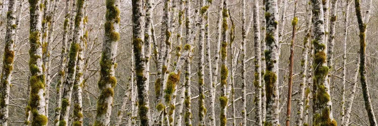 Trees in the forest, Red Alder Tree, Olympic National Park, Washington State, USA