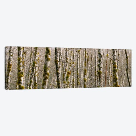 Trees in the forest, Red Alder Tree, Olympic National Park, Washington State, USA Canvas Print #PIM1828} by Panoramic Images Canvas Art Print