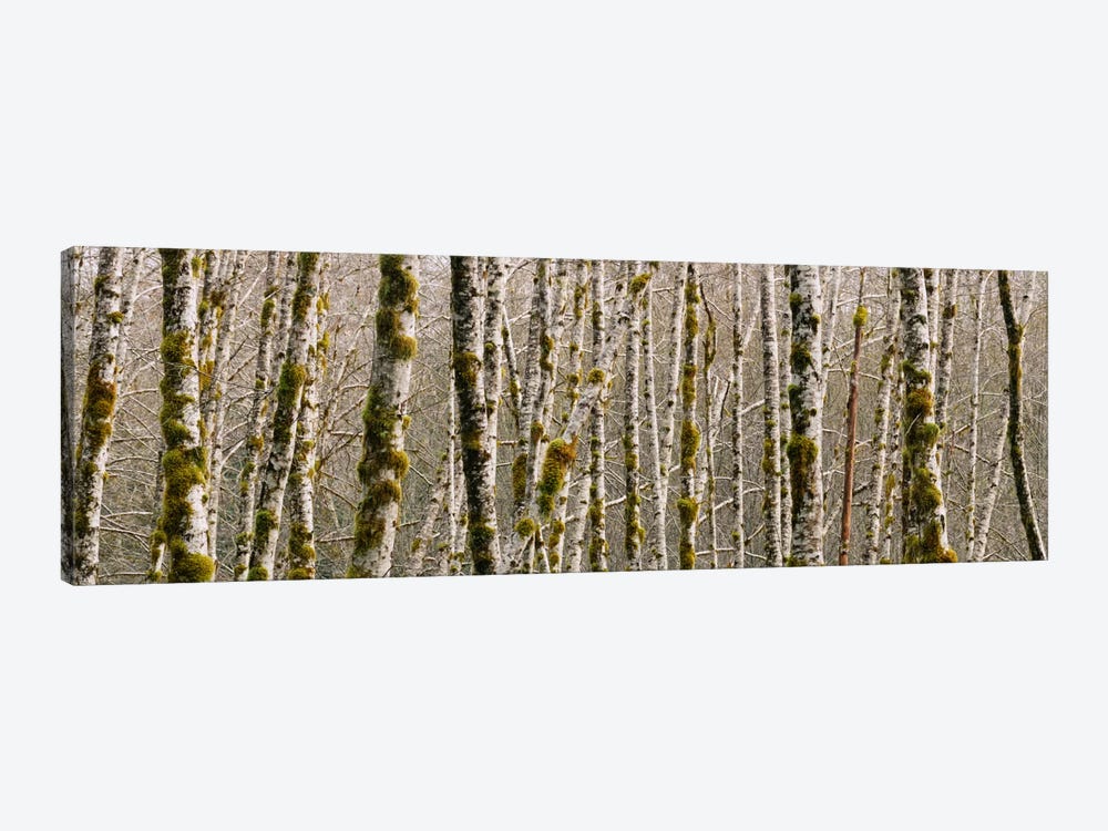Trees in the forest, Red Alder Tree, Olympic National Park, Washington State, USA by Panoramic Images 1-piece Art Print