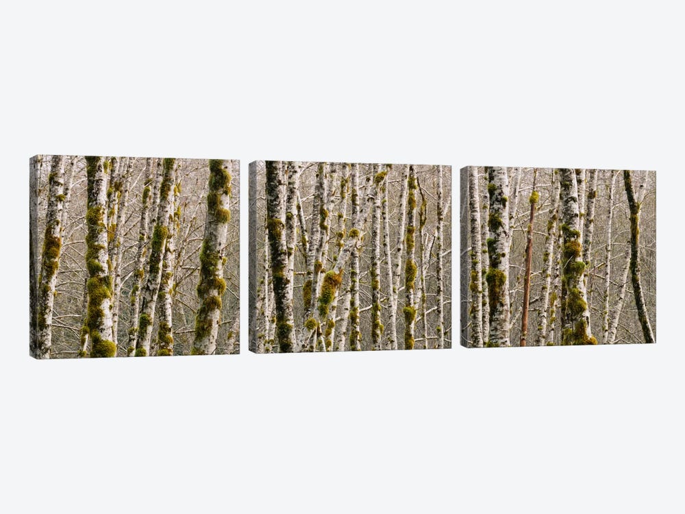 Trees in the forest, Red Alder Tree, Olympic National Park, Washington State, USA by Panoramic Images 3-piece Canvas Art Print