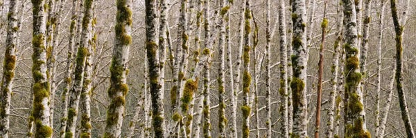 Olympic National Park: Trees in the forest, Red Alder Tree, Olympic National Park, Washington State, USA by Panoramic Images