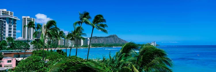 Palm Trees On The Beach, Waikiki Beach, Honolulu, Oahu, Hawaii, USA