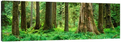 Trees in a rainforest, Hoh Rainforest, Olympic National Park, Washington State, USA Canvas Art Print - Panoramic Photography