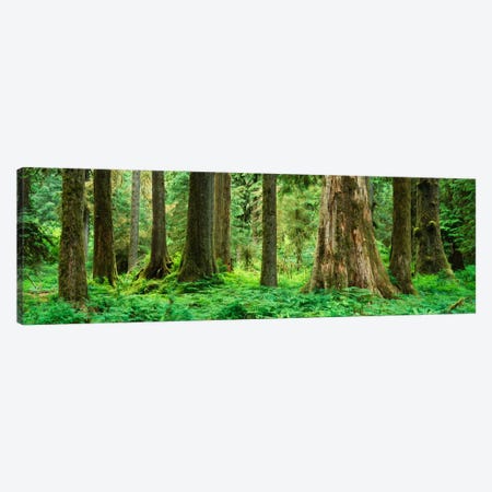 Trees in a rainforest, Hoh Rainforest, Olympic National Park, Washington State, USA Canvas Print #PIM1831} by Panoramic Images Canvas Wall Art