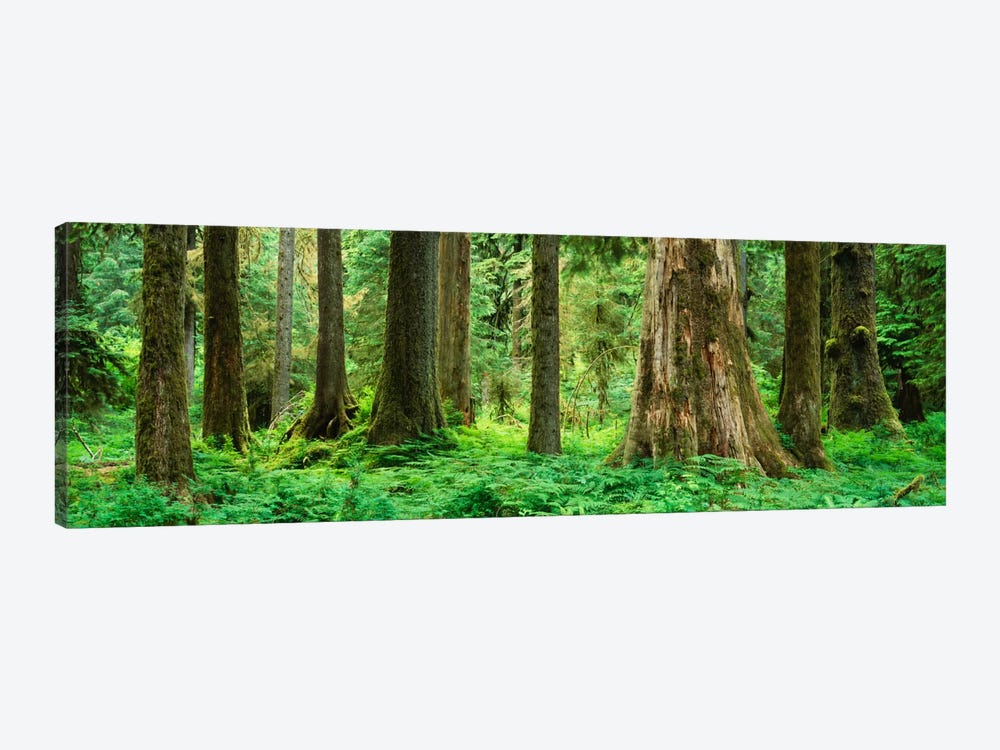 Trees in a rainforest, Hoh Rainforest, Olympic National Park, Washington State, USA by Panoramic Images 1-piece Canvas Print