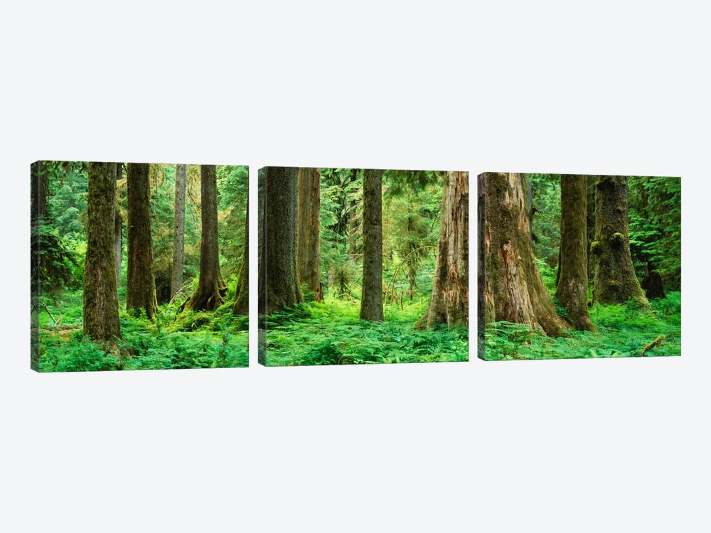Trees in a rainforest, Hoh Rainforest, Olympic National Park, Washington State, USA by Panoramic Images 3-piece Canvas Art Print