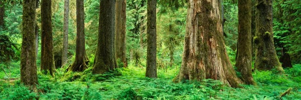 Panoramic Images: Trees in a rainforest, Hoh Rainforest, Olympic National Park, Washington State, USA by Panoramic Images