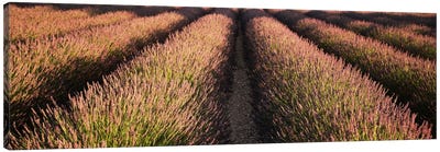 Rows Lavender Field, Pays De Sault Provence, France Canvas Art Print - Lavender Art