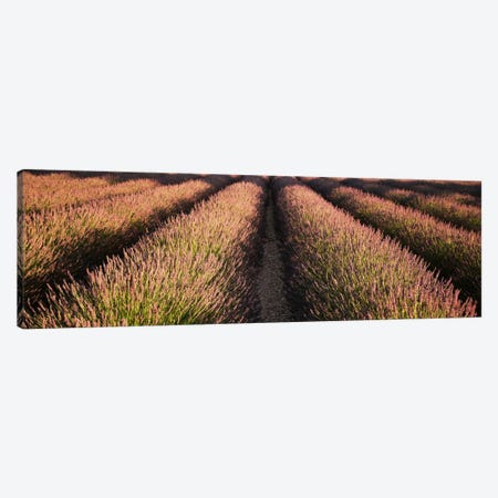 Rows Lavender Field, Pays De Sault Provence, France Canvas Print #PIM1901} by Panoramic Images Canvas Artwork