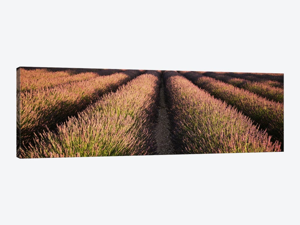 Rows Lavender Field, Pays De Sault Provence, France by Panoramic Images 1-piece Canvas Art Print