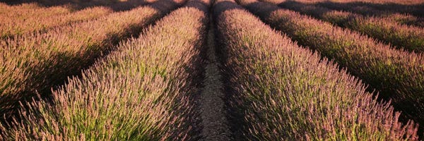 Herbs: Rows Lavender Field, Pays De Sault Provence, France by Panoramic Images