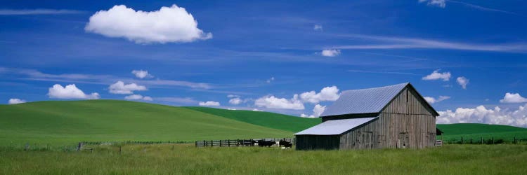 Barn in a wheat field, Washington State, USA