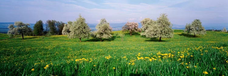 Peartrees Fields Aargau Switzerland by Panoramic Images wall art