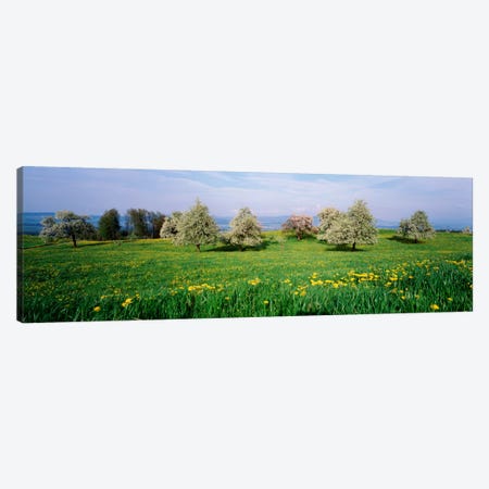 Peartrees Fields Aargau Switzerland Canvas Print #PIM1917} by Panoramic Images Canvas Art
